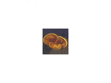 Reishi Mushroom P.E.