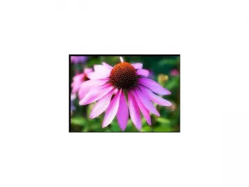 Echinacea Extract