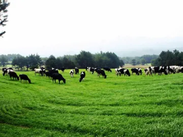 Dairy Plant Cooling System in Australia