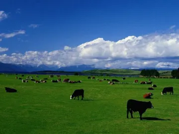 Poultry and Livestock Feed