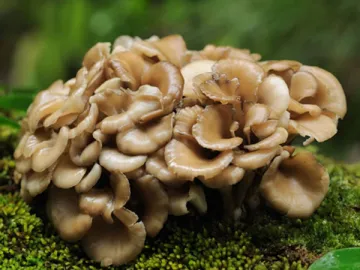 Maitake Extract