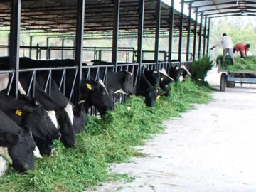 Steel Framed Livestock Building