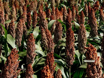 Sorghum Red Pigment