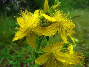 St.John’s Wort Extract