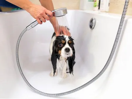 Pet Shampoo