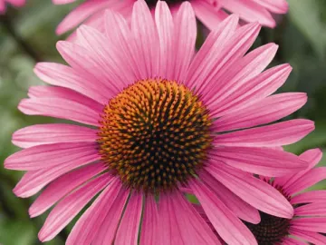 Echinacea Herb Extract