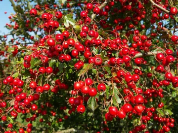 Hawthorne Berry Extract