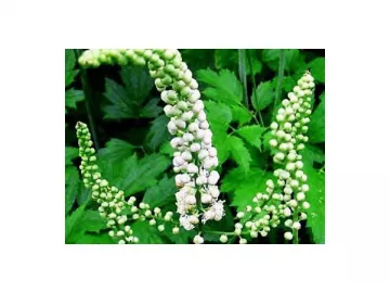 Black Cohosh Extract