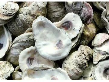 Oyster